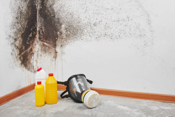 Best Fast Mold Removal  in Clifton Springs, NY