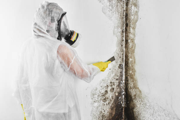 Best Local Mold Removal Service  in Clifton Springs, NY