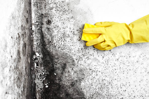 Professional Mold Removal in Clifton Springs, NY