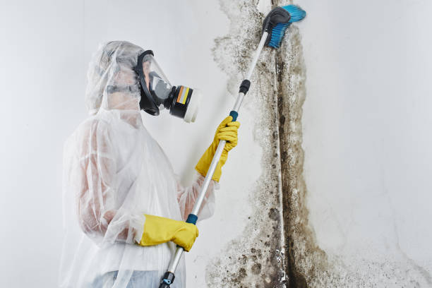 Best Mold Remediation Services  in Clifton Springs, NY