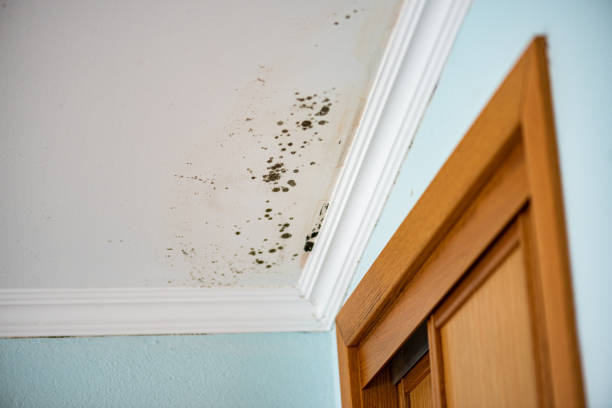 Best Same-Day Mold Removal  in Clifton Springs, NY