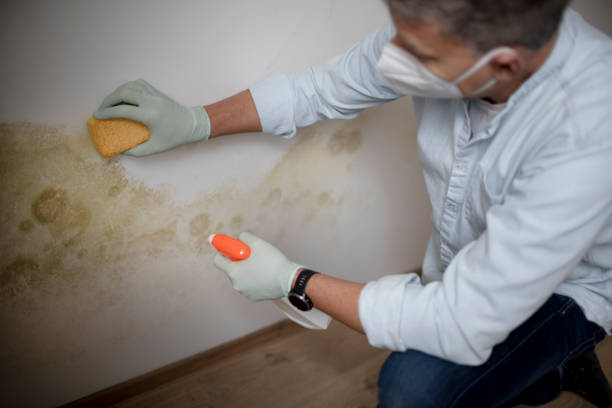 Attic Mold Removal in Clifton Springs, NY