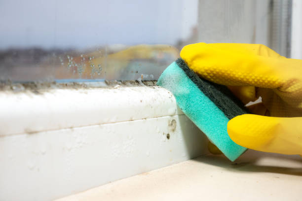 Best Commercial Mold Removal  in Clifton Springs, NY