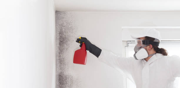 Certified Mold Removal in Clifton Springs, NY